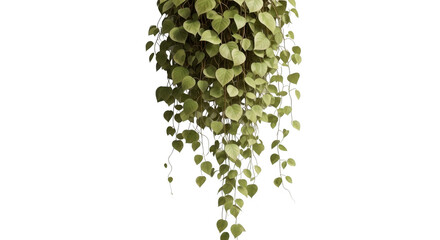 Hanging green plant with cascading leaves isolated on transparent background