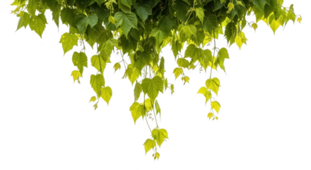 Lush green vine with leaves hangs down, isolated on transparent background