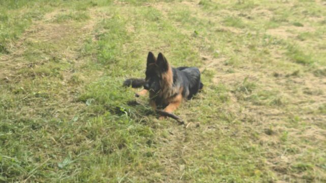 Confident German Shepherd Playing in the Grass