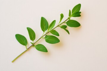 Obraz premium A single piece of fresh thyme, isolated against a light background to highlight its delicate leaves