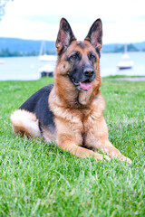 German Shepherd sits relaxed on green grass, with boats on the water in the background.