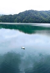 blue coloured lake goy gol in azerbaijan ,reserved park .High quality © Rana