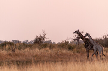 Telephoto of Angolan Giraffe - Giraffa giraffa angolensis- roaming the Okavango Delta in Botswana...