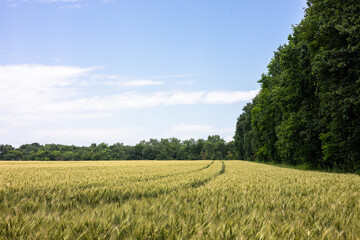 Green wheat field in summer time. Beautiful green cereal field background with sky in the...