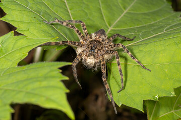 large female dark fishing spider protecting egg sac