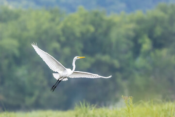 great white egret taking flight