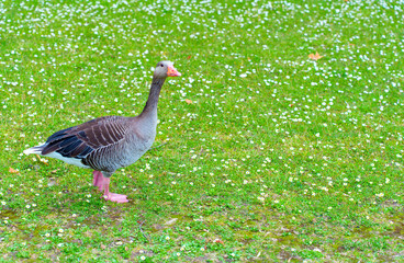 Graceful Goose Standing on Lush Green Grass