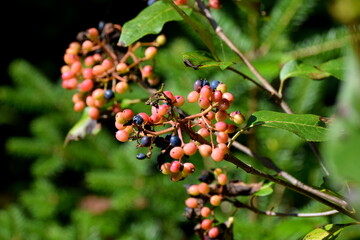 Maine Wild Berries