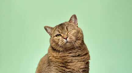 Shorthair gray cat with winking eye looking straight at camera on green background. Playful mood