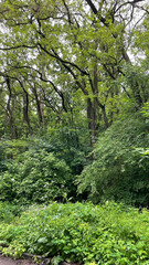 Fototapeta premium Deciduous forest in summer, trees with green leaves