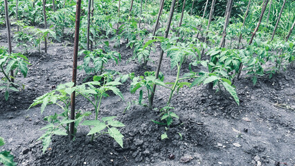 tomato sprouts in a garden