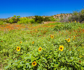 Fototapeta premium Wildflowers Growing Along The Lower South Prong Trail. Caprock Canyon State Park, Texas, USA