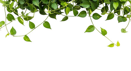A lush green vine with hanging leaves isolated on transparent background