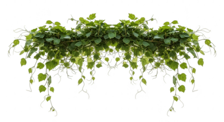 A symmetrical arrangement of green vines isolated on transparent background