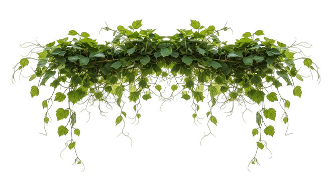A symmetrical arrangement of green vines isolated on transparent background