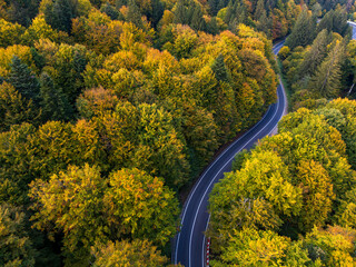 Serene winding road through vibrant autumn forest with golden leaves and soft sunlight