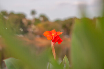 Red Flower