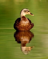 Fototapeta premium Reflections of a Mallard Duck 
