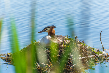 Great Crested Grebe, Podiceps cristatus, water bird sitting on the nest, nesting time on the green lake