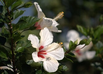 There is a huge variety of flowers in Venezuela, many wild and native as well as imported ones such as roses and carnations.