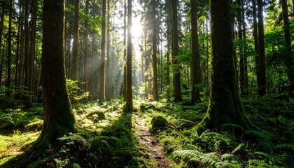 Obraz premium Sunlight streams through dense, mossy forest
