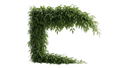 Lush green vine forming a natural archway, isolated on transparent background