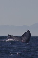 Fototapeta premium humpback whale tail 