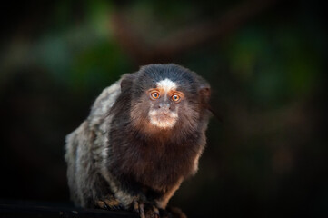 The Charm of Bright Eyes