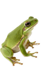 Fototapeta premium Green tree frog, isolated on transparent background, profile view, amphibian.