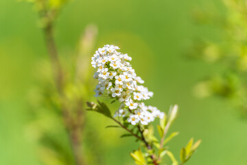 White cherry flowers. The branches of a blossoming Cherry tree with white flowers.