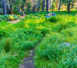 Bracken Ferns and Wildflowers in The Big Stump Meadow, Big Stump Loop Trail, Kings Canyon National Park, California, USA
