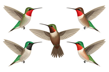 Five hummingbirds with spread wings isolated on a transparent background