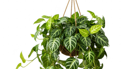 A vibrant hanging plant with striped leaves is isolated on transparent background