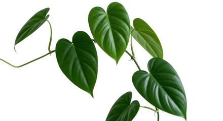 Heartleaf philodendron leaves are isolated on transparent background