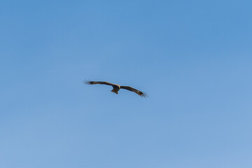 The bird of prey Black Kite flying in blue Sky