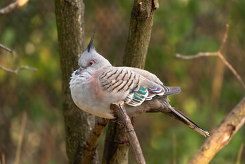 Crested Pigeon Perched on Branch in Natural Light