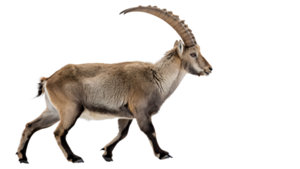 A majestic male Alpine Ibex, with impressive curved horns, walking against a transparent background.