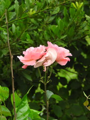 pink rose flower macro photo	