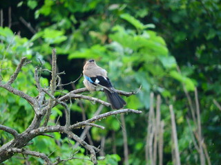 jay garrulus glandarius bird on tree branch	