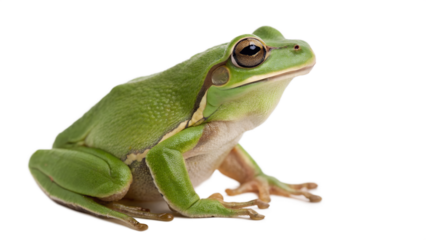 Close-up of a vibrant green tree frog, facing forward, against a transparent background.