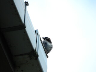 natural phylloscopus collybita bird photo	