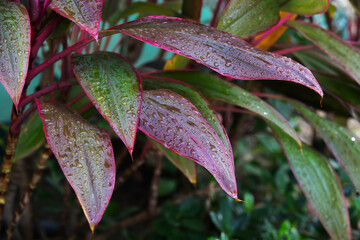 Vibrant Green and Red Leaves with Morning Dew Close-Up