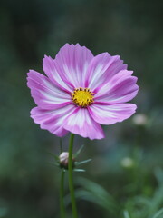Obraz premium Pink cosmos flower