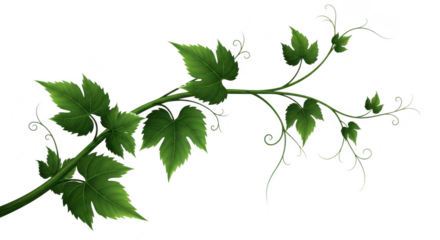 Green vine branch with leaves and tendrils isolated on transparent background