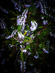  Close-up of blooming heather with purple blossoms – delicate, natural and detailed.