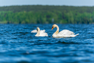 Three graceful white swans swims in the lake, swans in the wild.