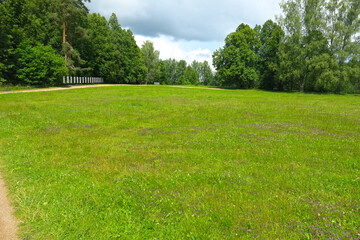 summer field in sunny weather with trees in the distance