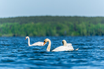 Fototapeta premium Three graceful white swans swims in the lake, swans in the wild.