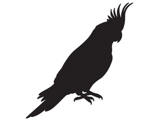 PARROT SILHOUETTE
