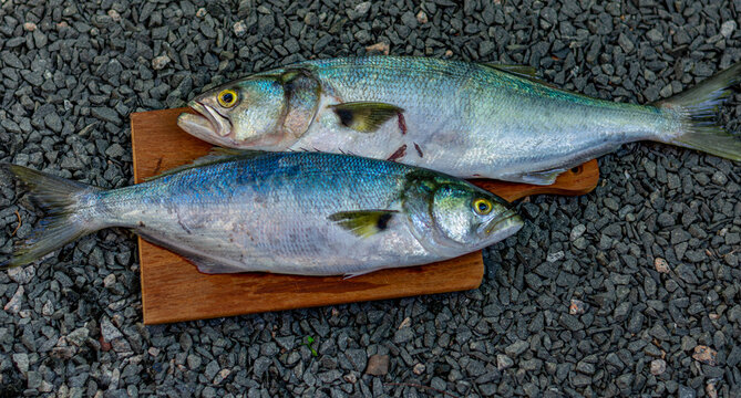 peixes